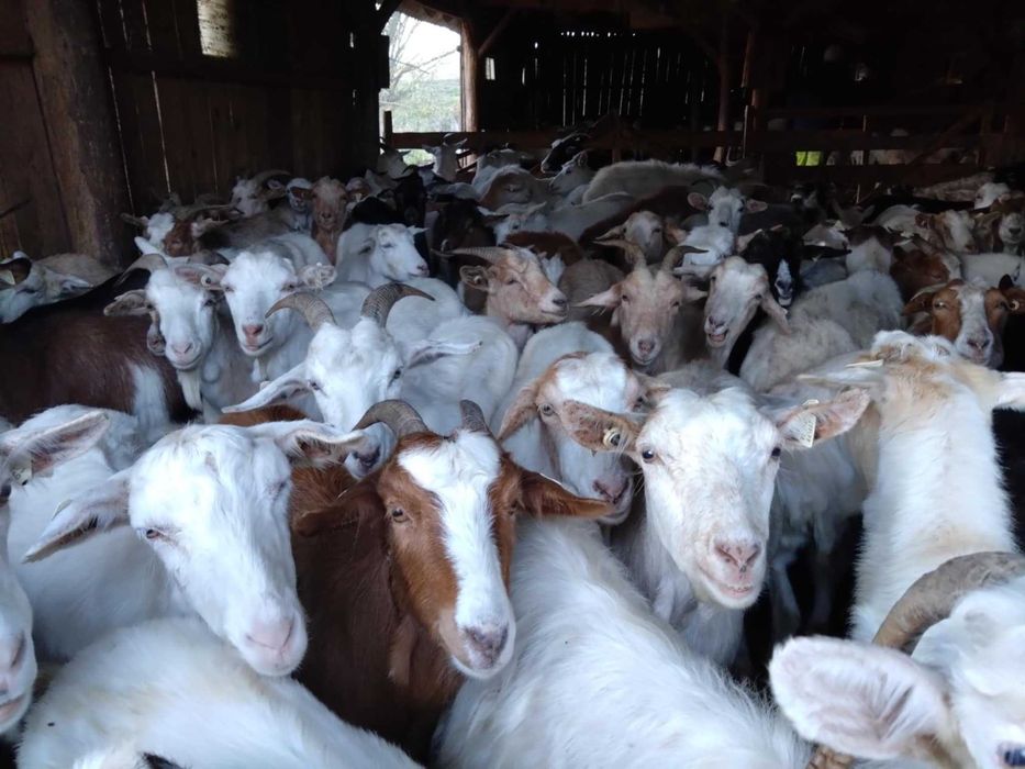 Vând 50 capre carpatine pe ales