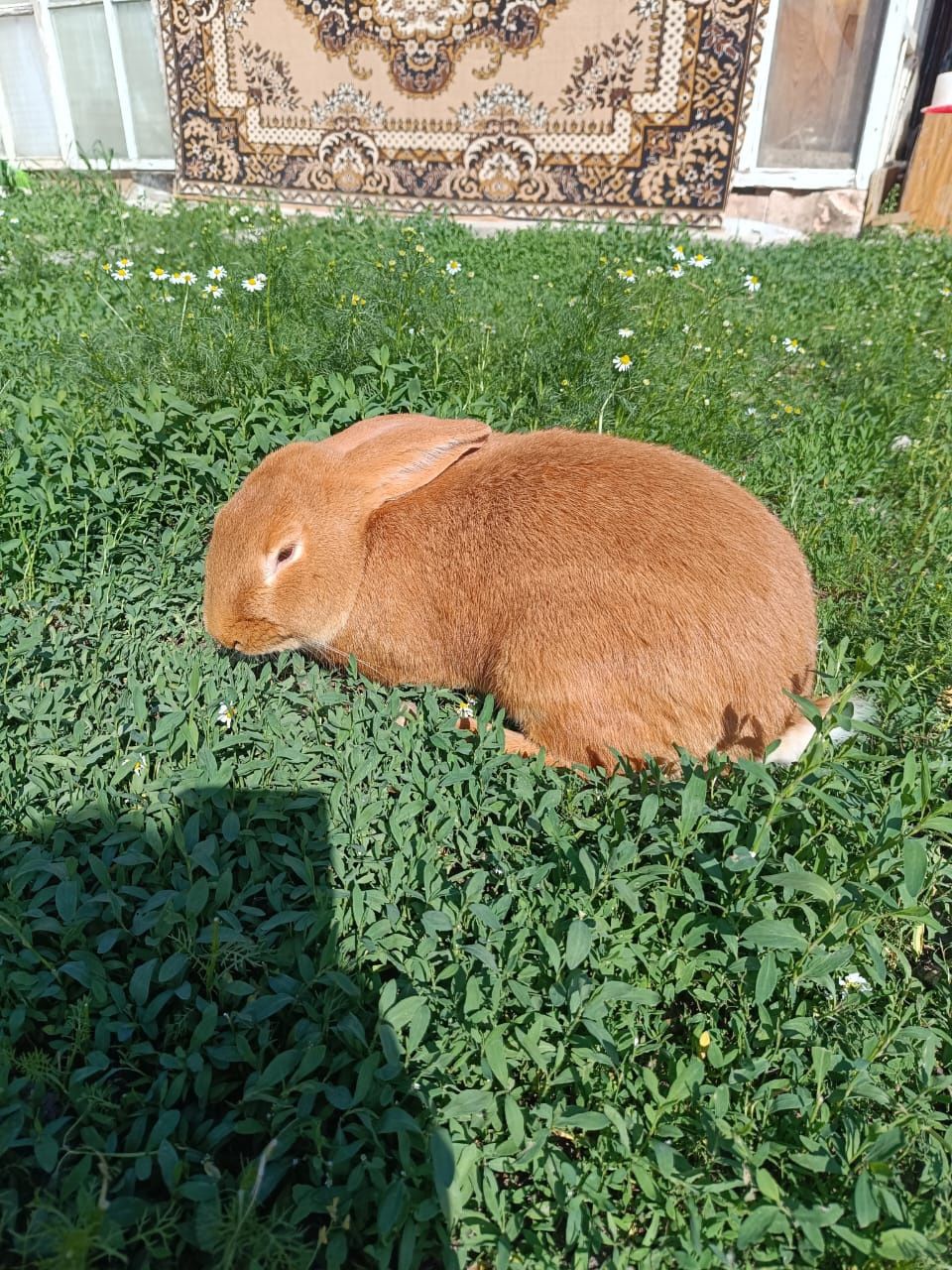 Бургундский самец