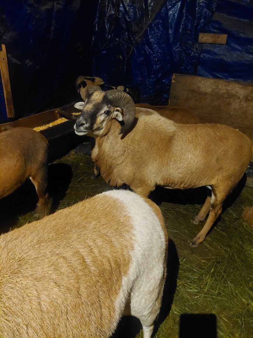 Berbec de camerun