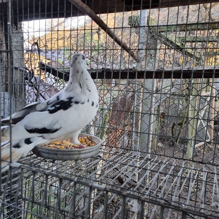 Porumbei diverse rase