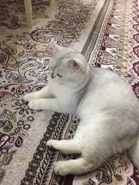 Вязка пушистый опытный чистокровный кот Британская Шиншилла!