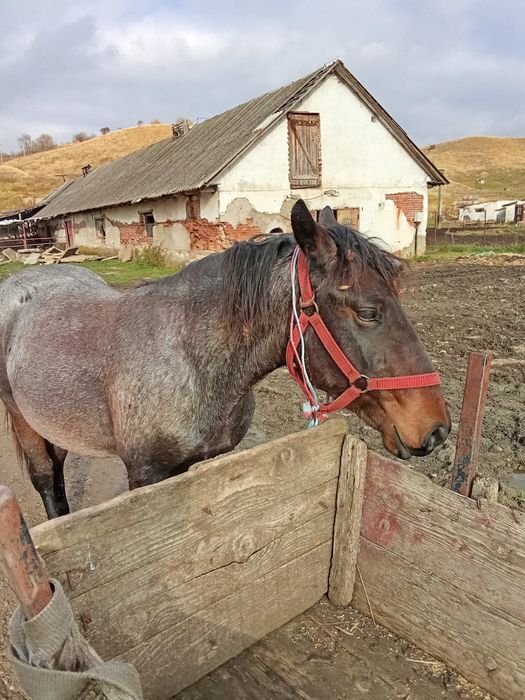 Vând sau schimb Mânz de un an și 4 luni forte cuminte