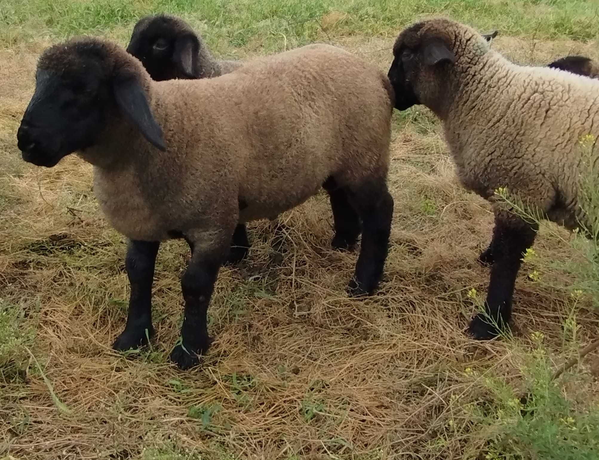 Oi și berbecuți suffolk de vânzare