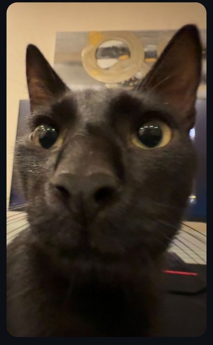 Коте черно (пума)