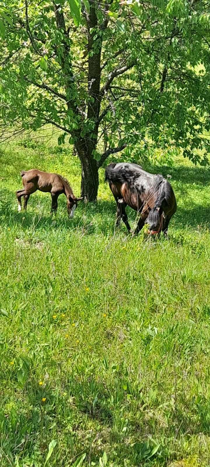 Iapă cu mhnză de vânzare în bistrita nasaud