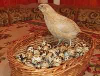 Oua prepeliță de vanzare
