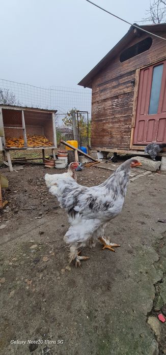 Brahma albastru,splash si alb