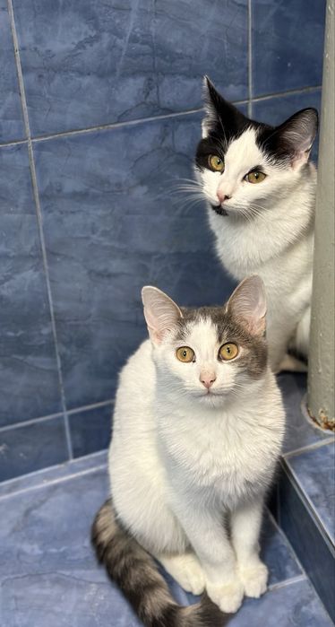 Подарявам котета