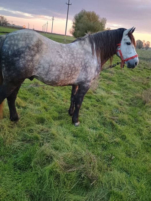 Vind harmasar de 6 ani cuminte merge foarte bine la căruță