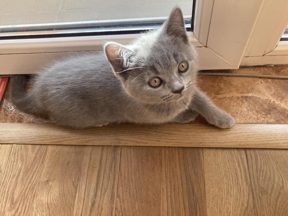 Котета британска късокосместа
