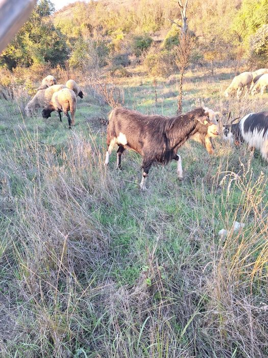 Продавам кози и ярета