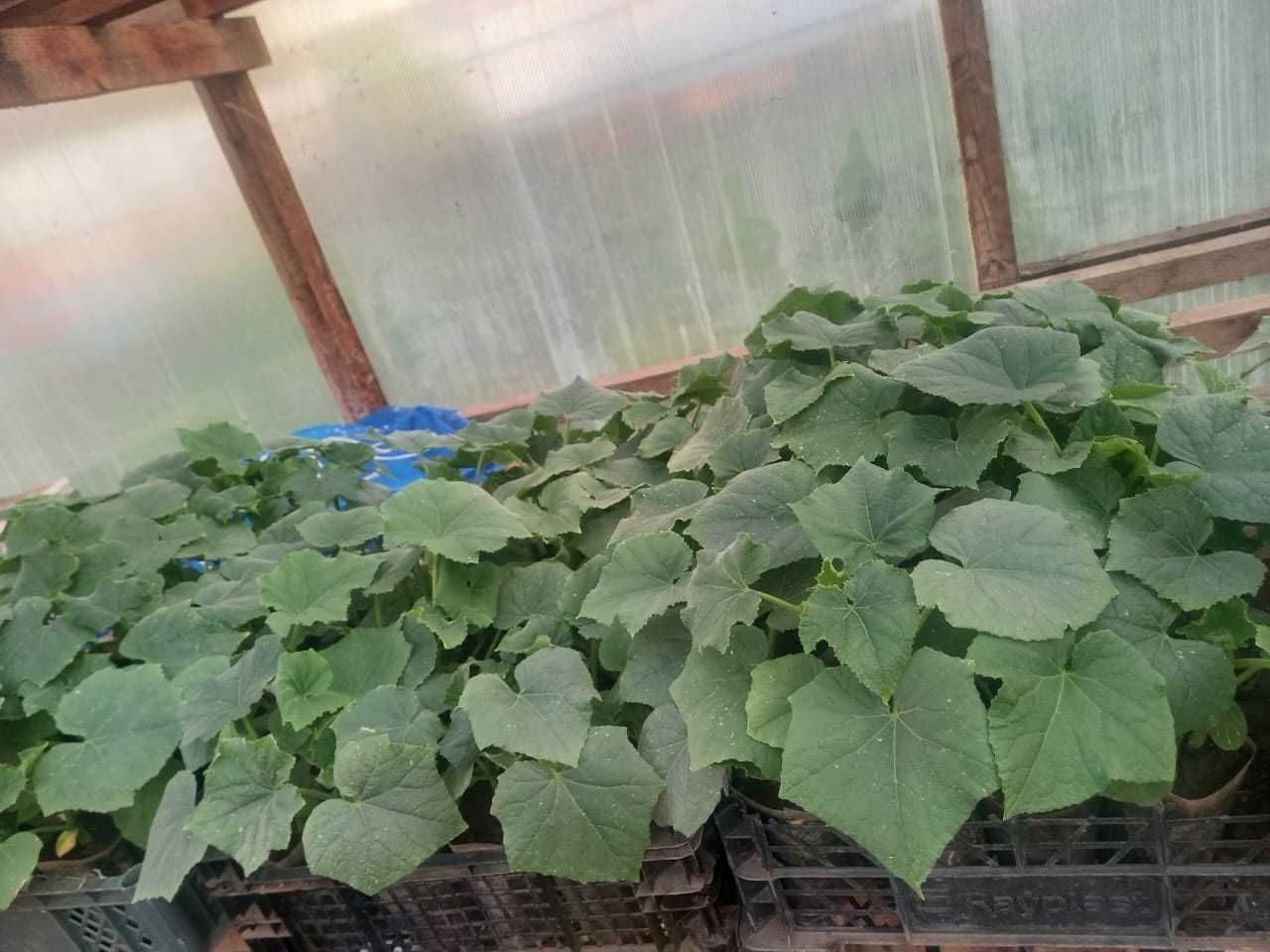 Продам рассаду огурцов