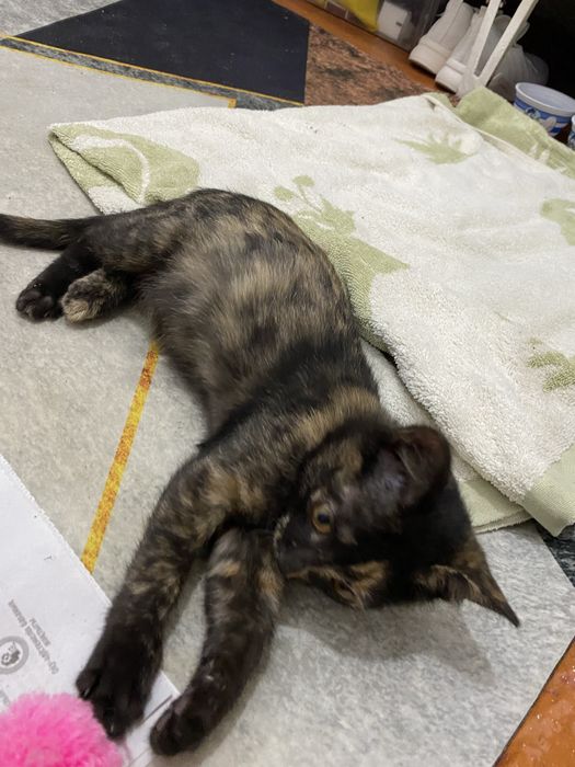 Котенок даром очень милый