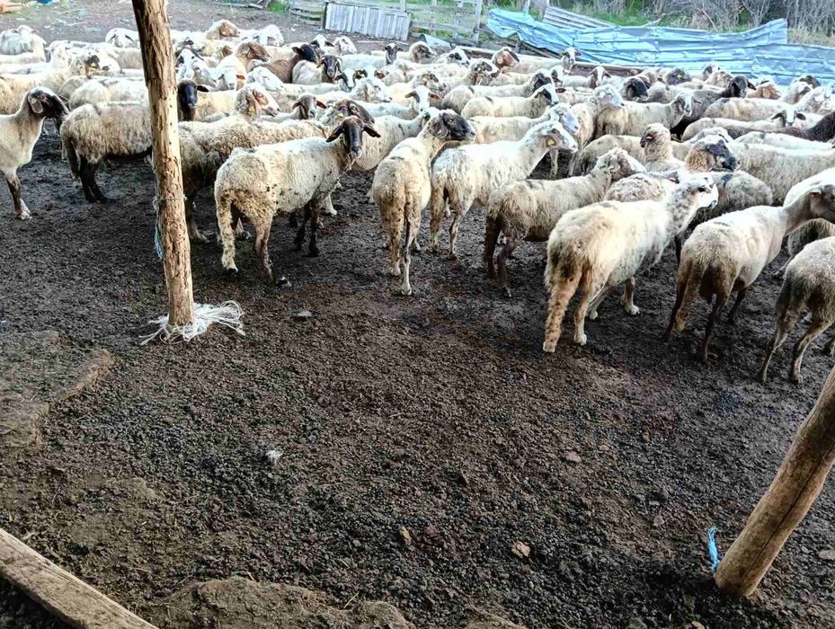 Продавам 110 овце