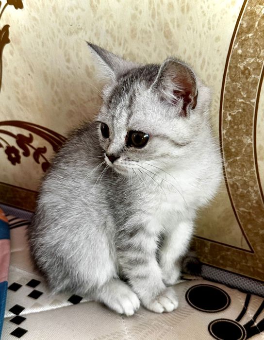 Шотландский котенок