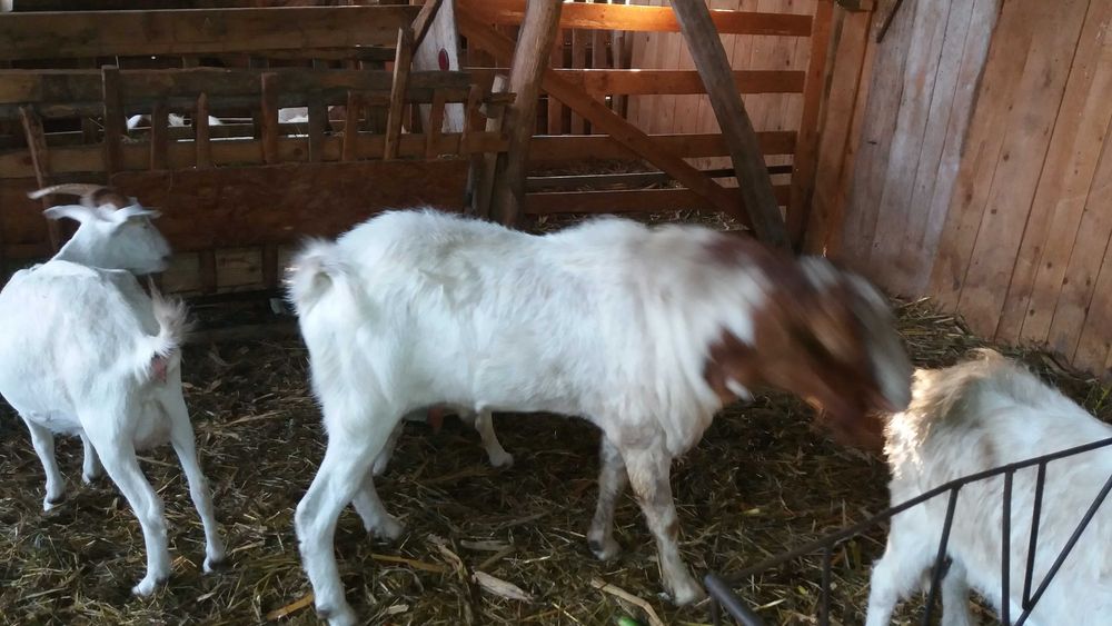 Tap Boer de un an si jumatate