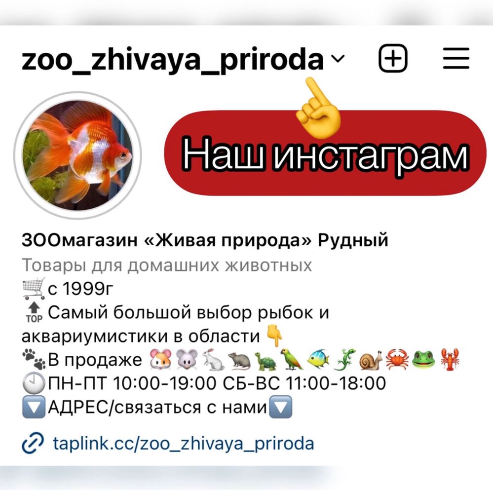 Попугаи Певчие птенцы в зоомагазине «Живая Природа»