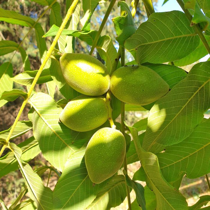 Маньчжурский орех то