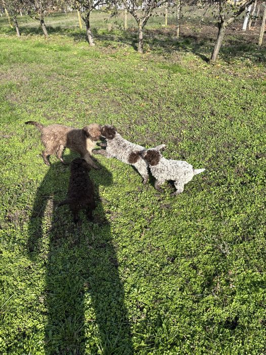 Кученцето е със  1 и 2 ваксина