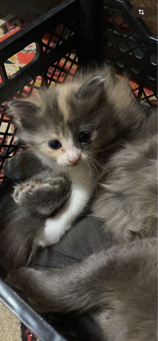 Отдам котенка(девочку) в добрые руки