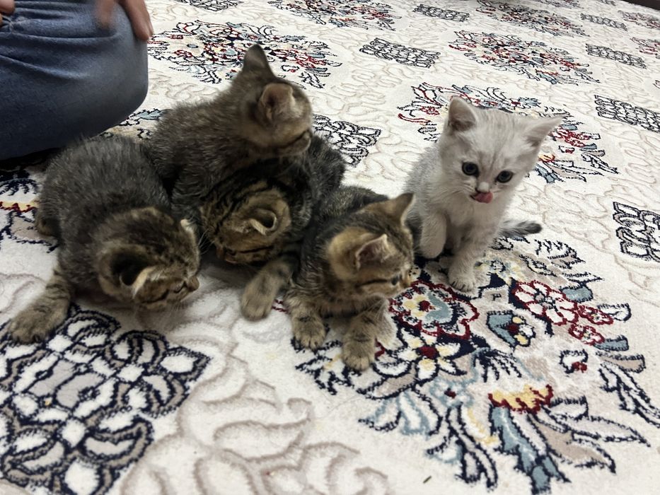 Продаются котята