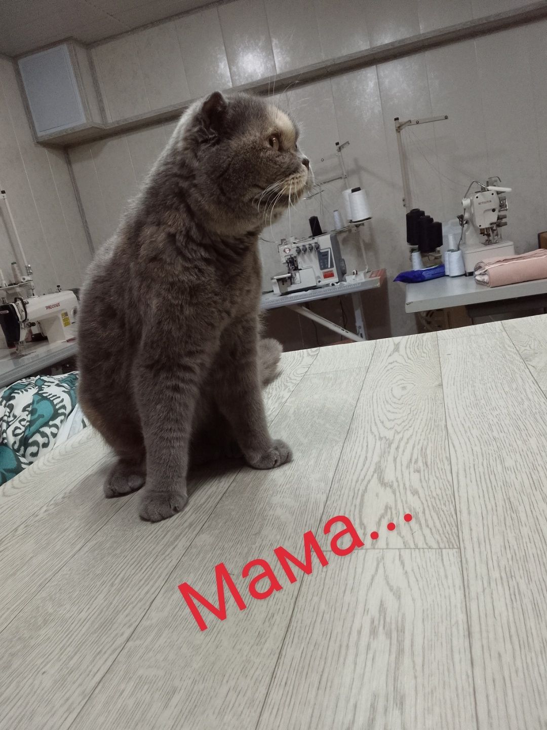 Продается кошка с котятами