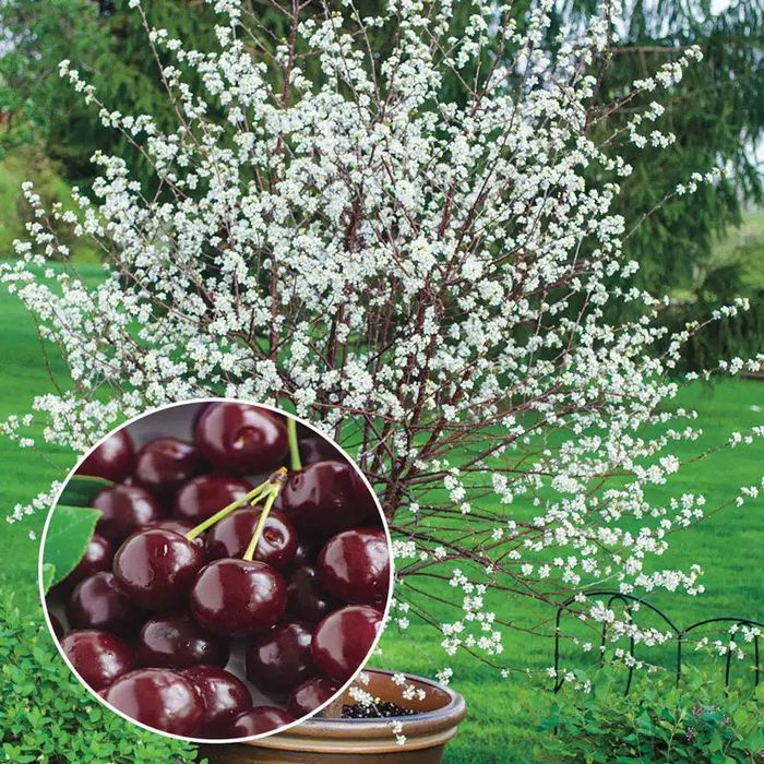 Pomi fructiferi pitici(Dwarf)