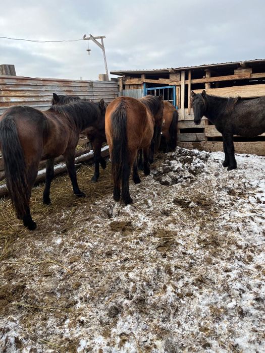 Байталы и таи продаю