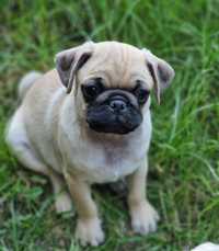 Catel/catei mops pug pag mascul