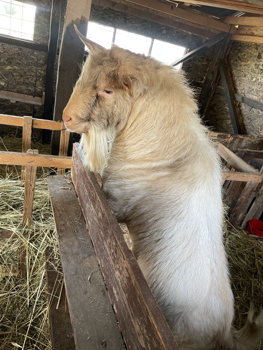 Vand țap sannen