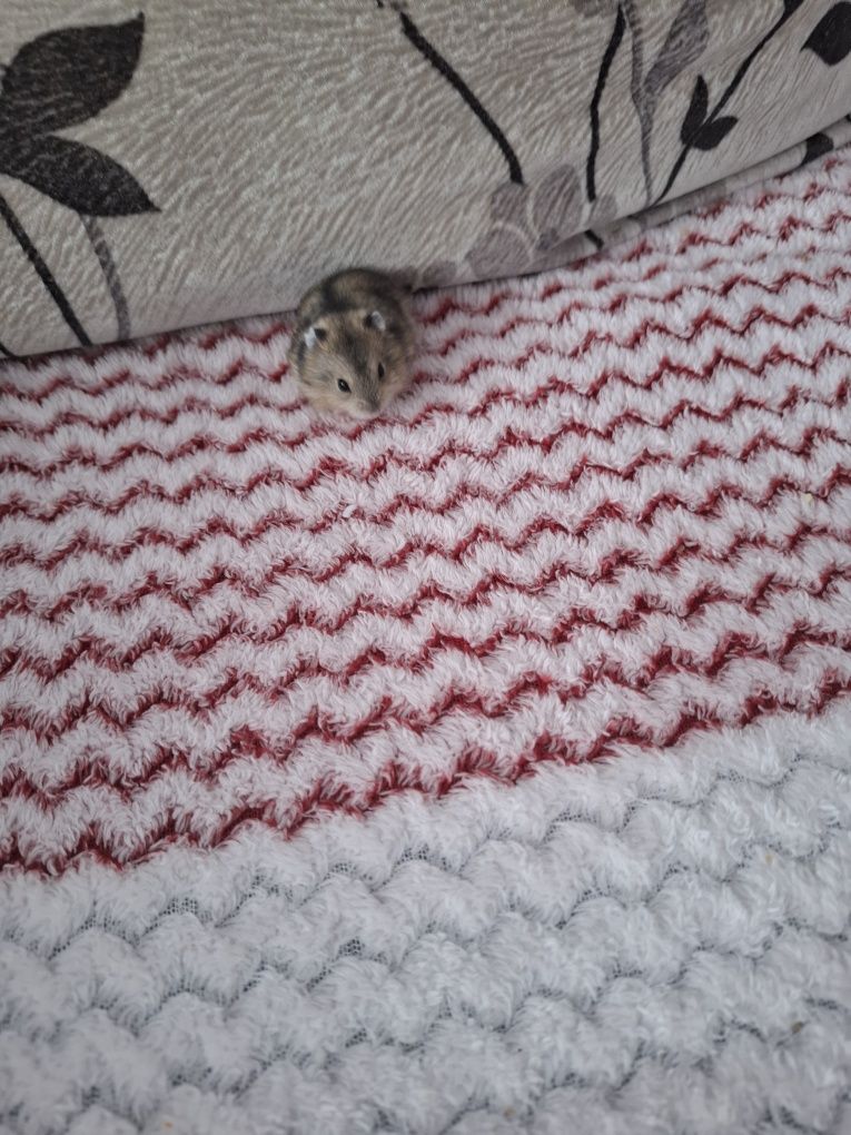 Vand  pui hamsteri