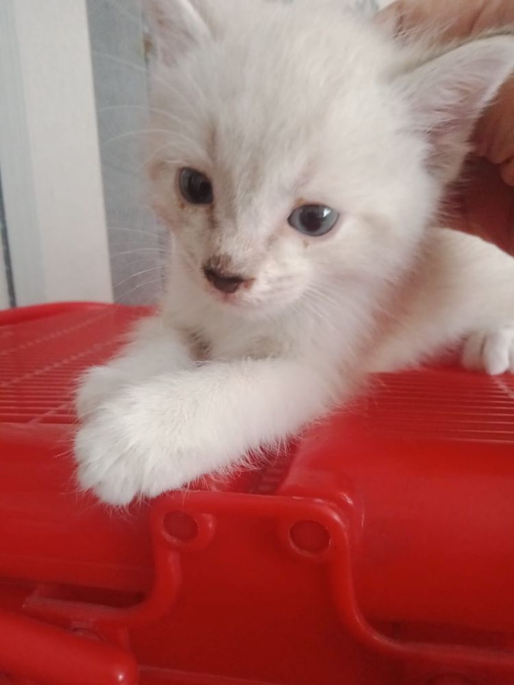 Отдам бесплатно котят