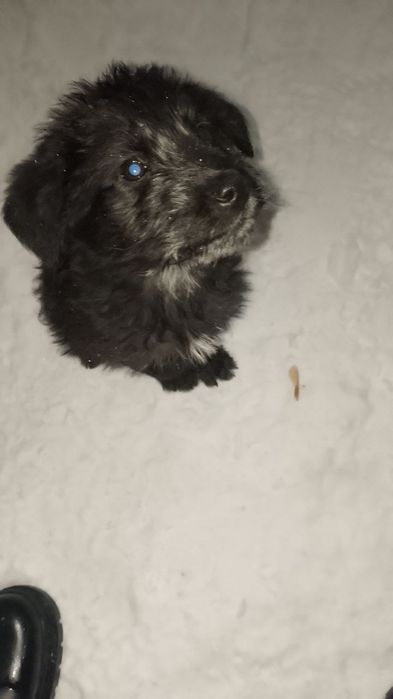 Отдам щенят в добрые руки