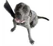 Donez femelă Cane Corso 11 luni
