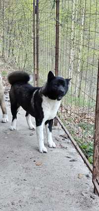 American Akita, femelă