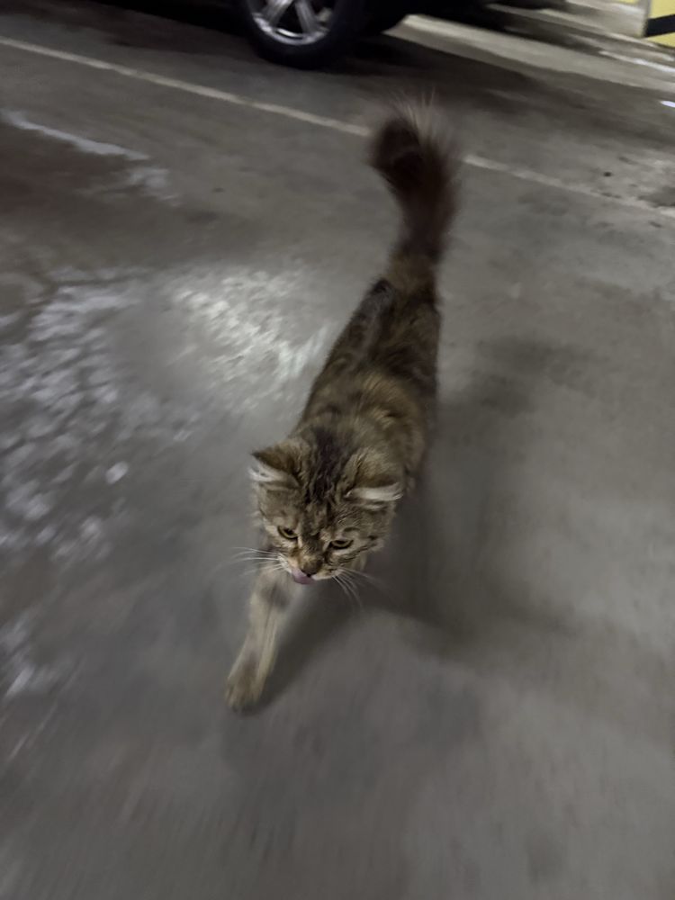 Кошка ищет любящих хозяев