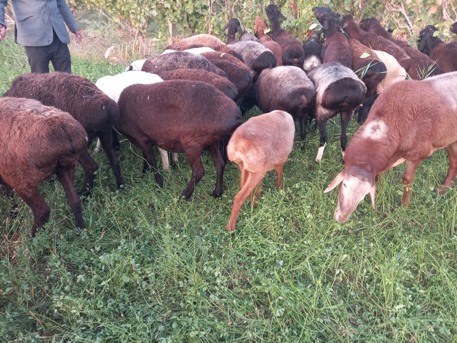 Хисори бугуз куйлар сотилади