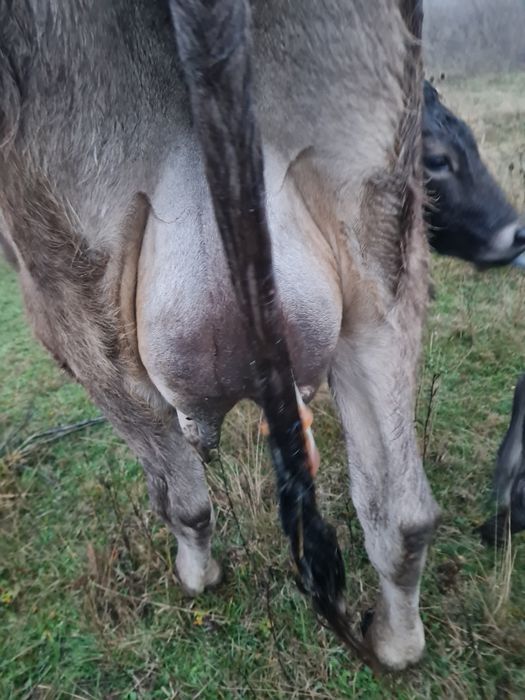 Vand juninca bruna cu vitea