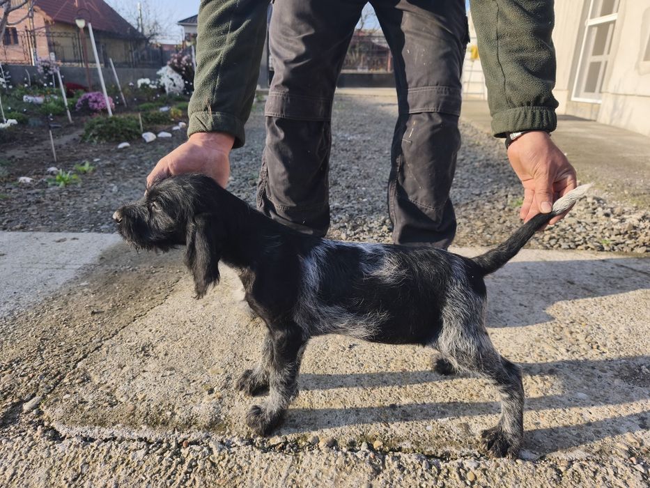 Brac german cu par sarmos