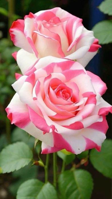 Trandafiri englezesc  cu licenta intens parfumati