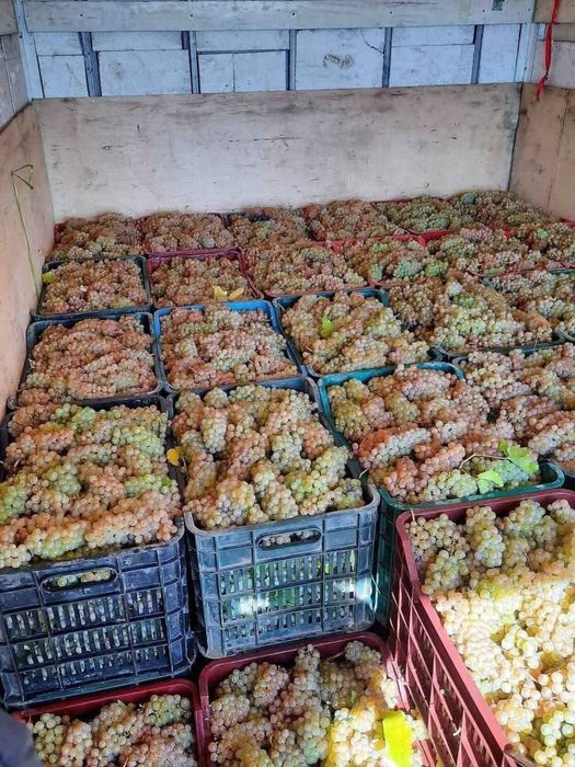 Vand struguri pentru vin !