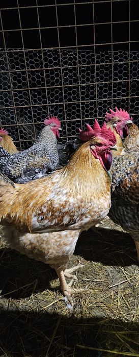 Cocoși tineri de anul acesta