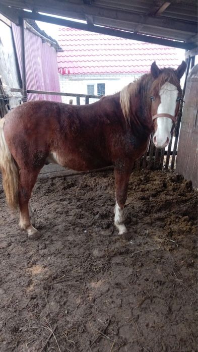 Продам лошадь с откорма