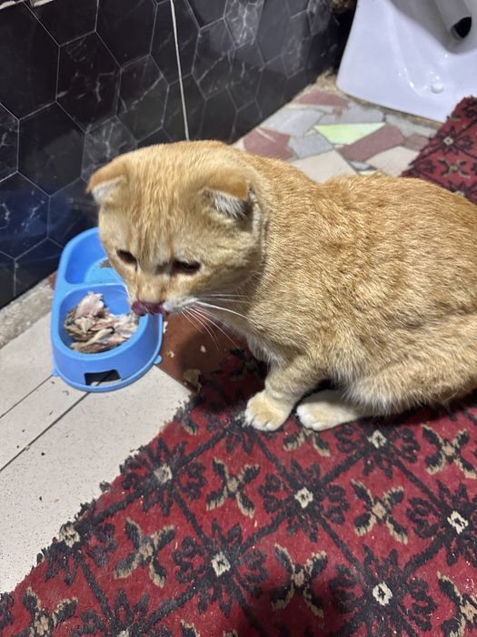 Продаю кошку пародию не знаю (подарок)