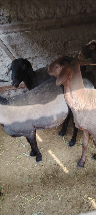 Бугуз ва онабача куйлар сотила    ди.