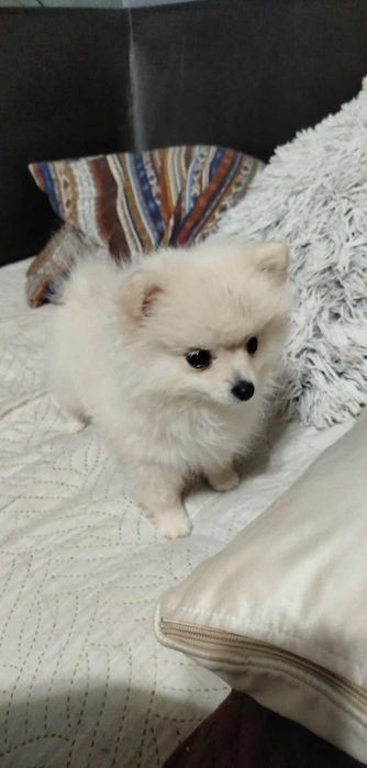 Померан търси новото си семество