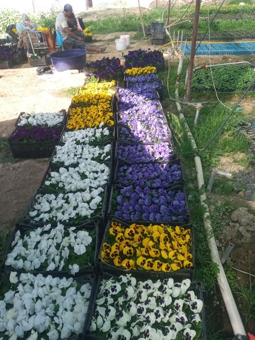 Viola hilmahil ranglardagi gullar