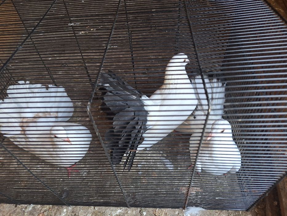 Porumbei ornament  kingi