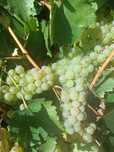 Struguri de vin și must Feteasca Regala