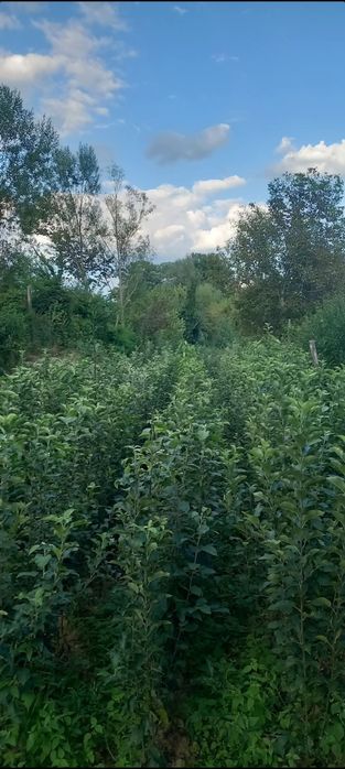 Pepinieră Pomicolă Sâmburesti